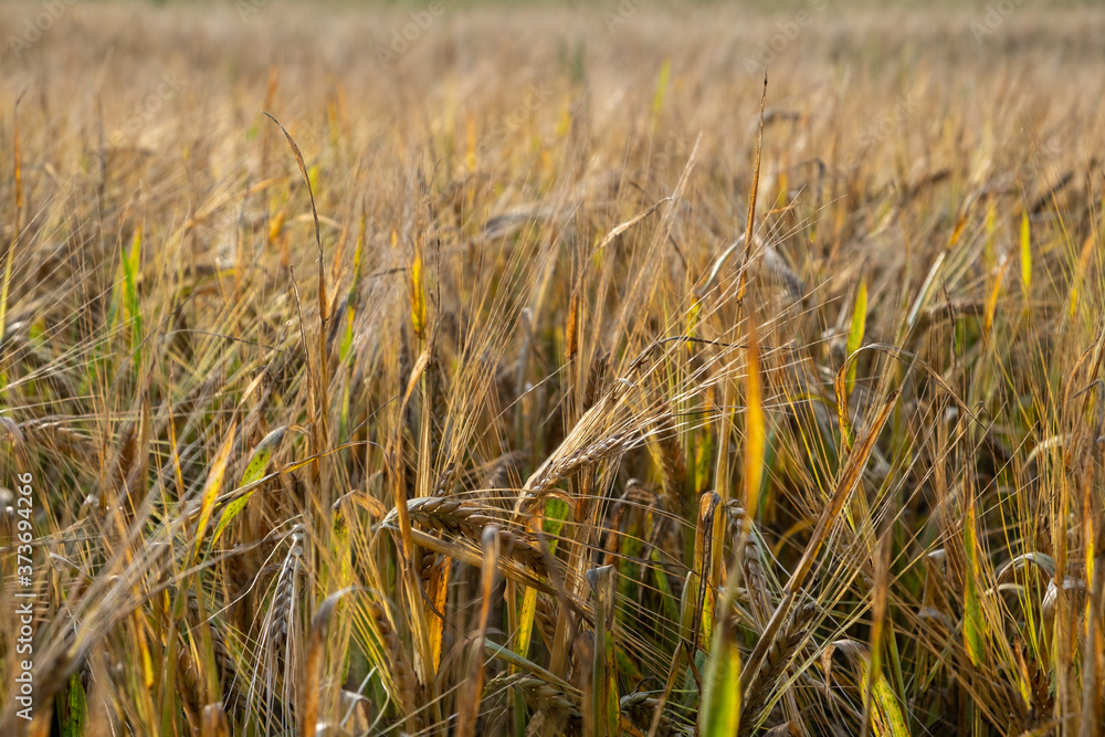 Fototapeta premium Wheat crop