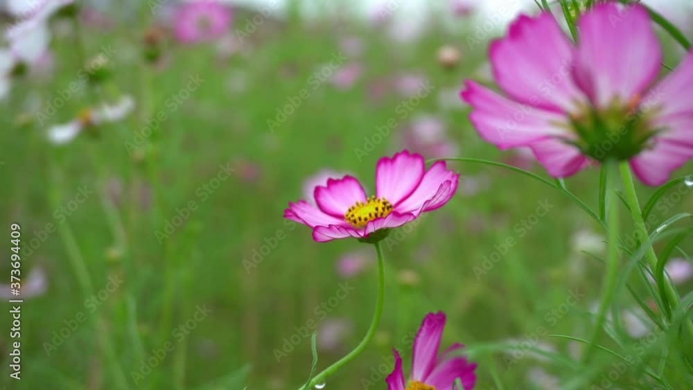 Pink and white cosmos flower swaying in the garden on a clear sunny day. Natural background. Close up and colorful. Blooming petal beauty colorful cosmos bipinnatus on spring season Pink and white cosmos flower swaying in the garden on a clear sunny day. Natural background. Close up and colorful. Blooming petal beauty colorful cosmos bipinnatus on spring season