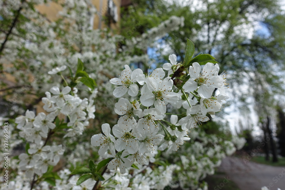 Plenty of white flowers of sweet cherry tree in April Plenty of white flowers of sweet cherry tree in April