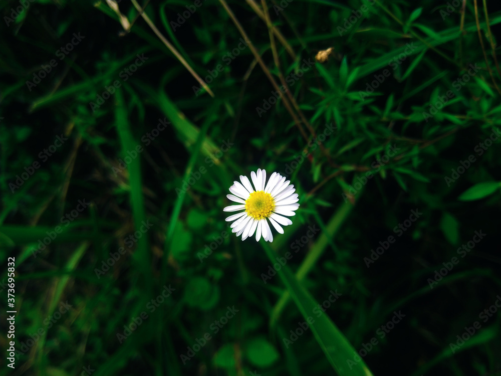 yellow and white flower in the grass yellow and white flower in the grass
