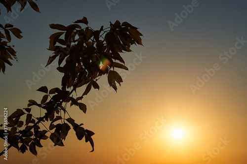 Lonely tree branch in backlight against the background of sunset and sky  