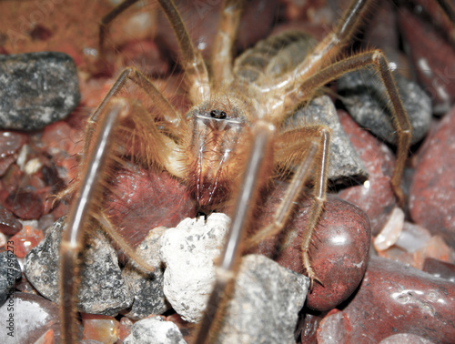 Valokuvatapetti A closeup of a Camel Spider in captivity
