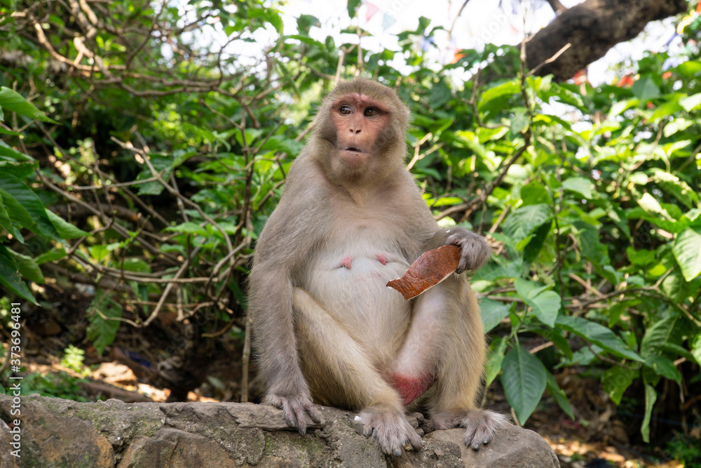 Kathmandu The Swayambhunath Temple also called the monkey Kathmandu The Swayambhunath Temple also called the monkey
