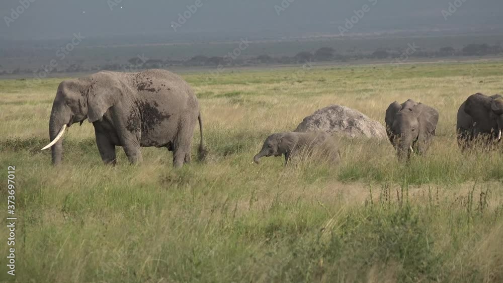 Africa. Kenya. Elephant eats grass in savannah Africa. Kenya. Elephant eats grass in savannah