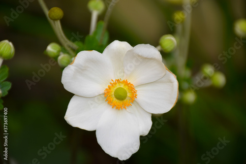 Fototapeta Naklejka Na Ścianę i Meble -  Single fully open blooming white flower Anemone hupehensis (Chinese anemone, Japanese anemone, thimbleweed or windflower), green background