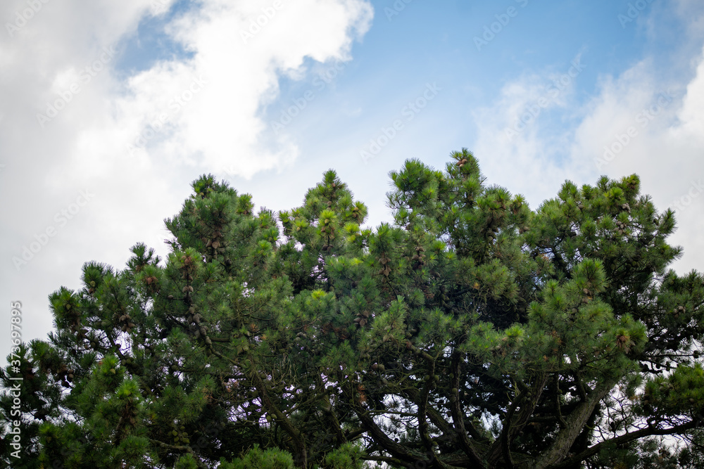 tree in the sky