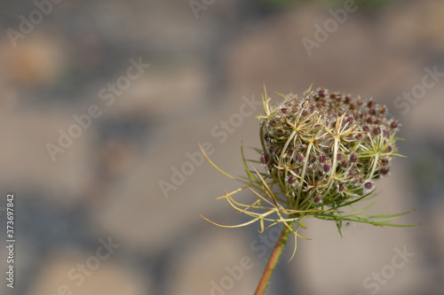 close-up of a withered milfoil with focus on foreground and blurry background
