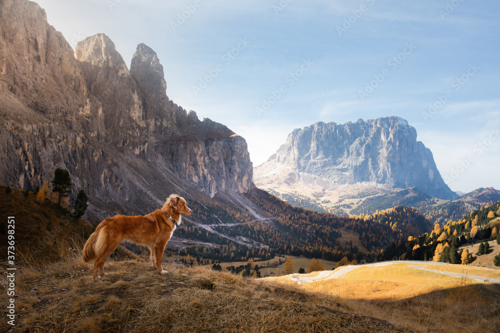 Naklejka premium dog in the autumn mountains . Nova Scotia Duck Tolling Retriever in dolomites Alps. Italian landscape. Hiking with pet