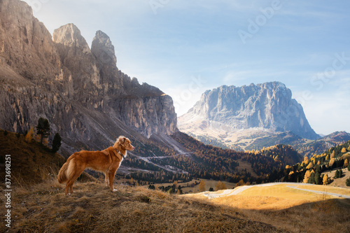 dog in the autumn mountains . Nova Scotia Duck Tolling Retriever in dolomites Alps. Italian landscape. Hiking with pet