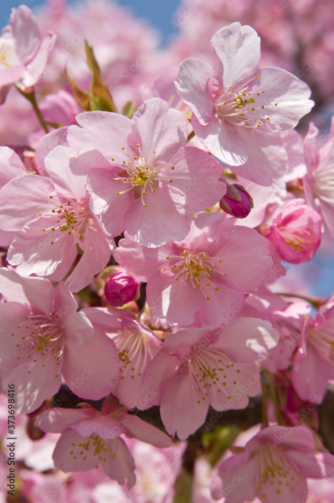 The cherry blossoms in the park are in full bloom. The cherry blossoms in the park are in full bloom.