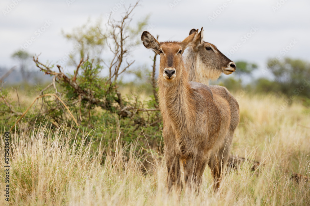 Naklejka premium Waterbuck posing in tall grass, one body two heads
