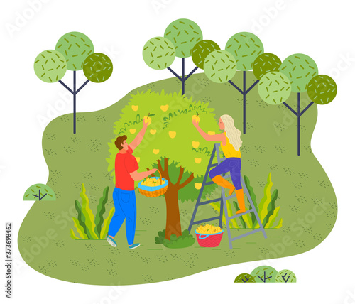 Two farmers picking fresh yellow apples from apple tree in the garden. Blonde woman in rubber boots standing at ladder. Guy wearing jeans and t-shirt holding basket full of fruits. Gardening works