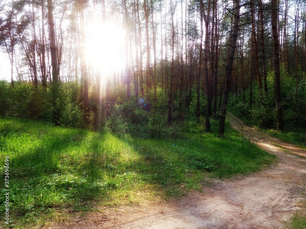 Fototapeta premium the rays of the setting sun break through the trees 