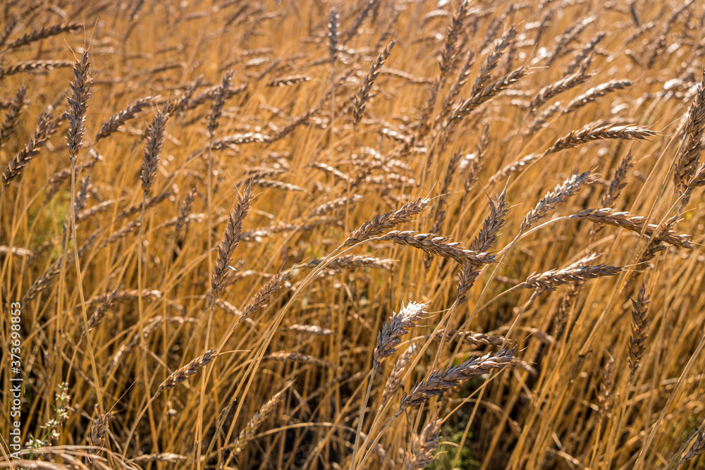 Fototapeta premium Yellow dry wheat field. Stock photo