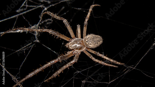 spider isolated on black background