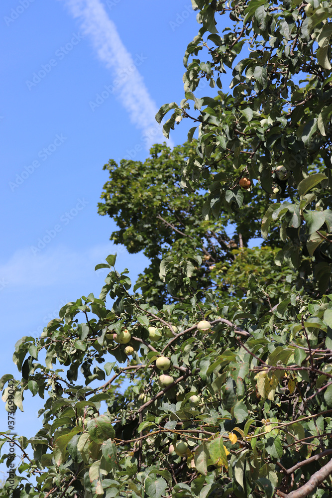 Fototapeta premium apple tree