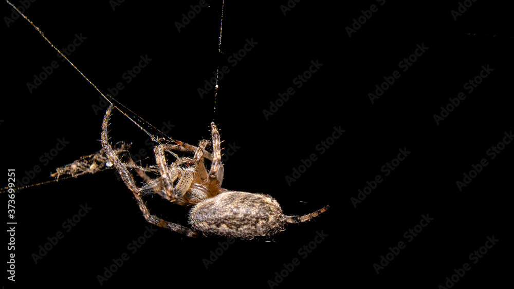 Fototapeta premium spider on a dark background