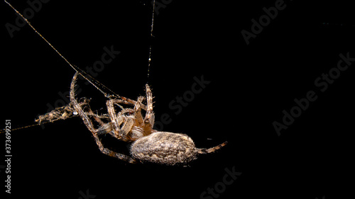 spider on a dark background