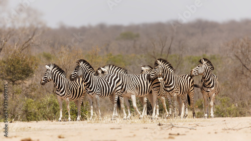 A dazzle of Zebras in the kruger national park  South Africa