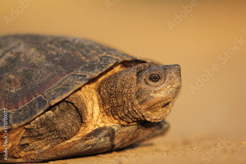 The Asian leaf turtle (Cyclemys dentata) is a species of turtle found in Southeast Asia. © Mufti Adi
