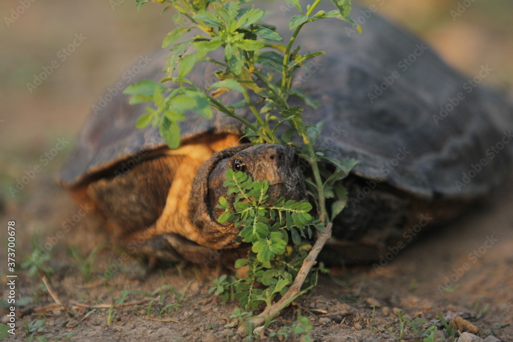 Naklejka premium The Asian leaf turtle (Cyclemys dentata) is a species of turtle found in Southeast Asia.
