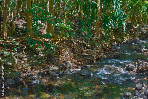 The tangled tree roots along the Black River Bank next to a Hiking Trail in the Black River Gorge National Park in Mauritius.