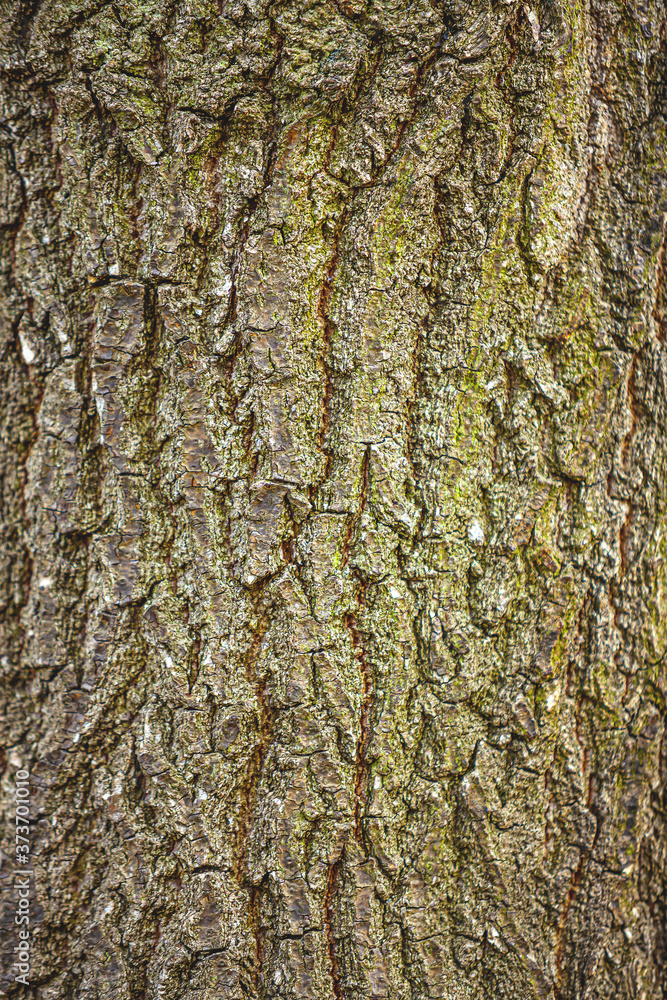 Fototapeta premium Tree bark texture. Nature wood background