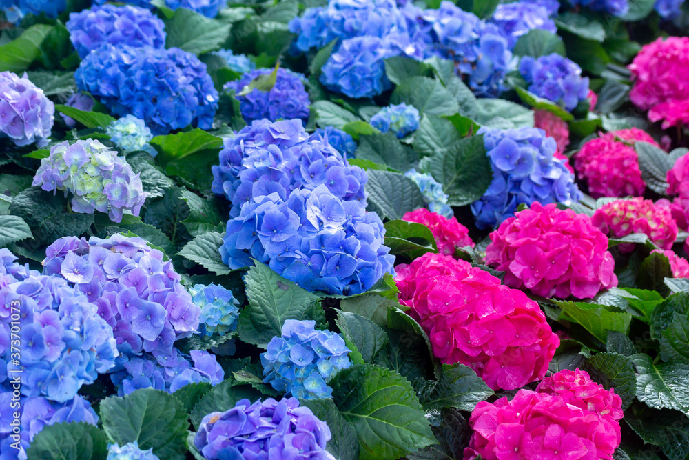 blue and purple hydrangea flower in the garden blue and purple hydrangea flower in the garden