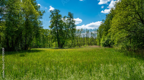 Wiesenlandschaft