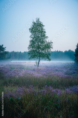 Sommermorgen in der Moosheide, Naturpark Senne, Heideblüte, Stukenbrock, Hövelhof  photo