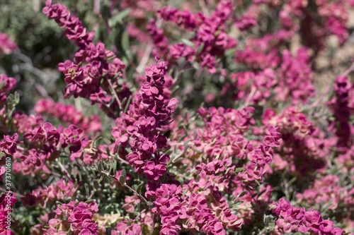 Red bracts with minute pistillate inflorescences from Spiny Hopsage, Grayia Spinosa, Amaranthaceae, native shrub, Joshua Tree National Park, Southern Mojave Desert, Springtime.