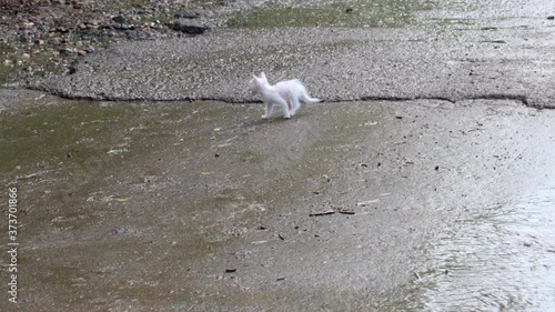 Wet stray sad kitten on a street after a rain