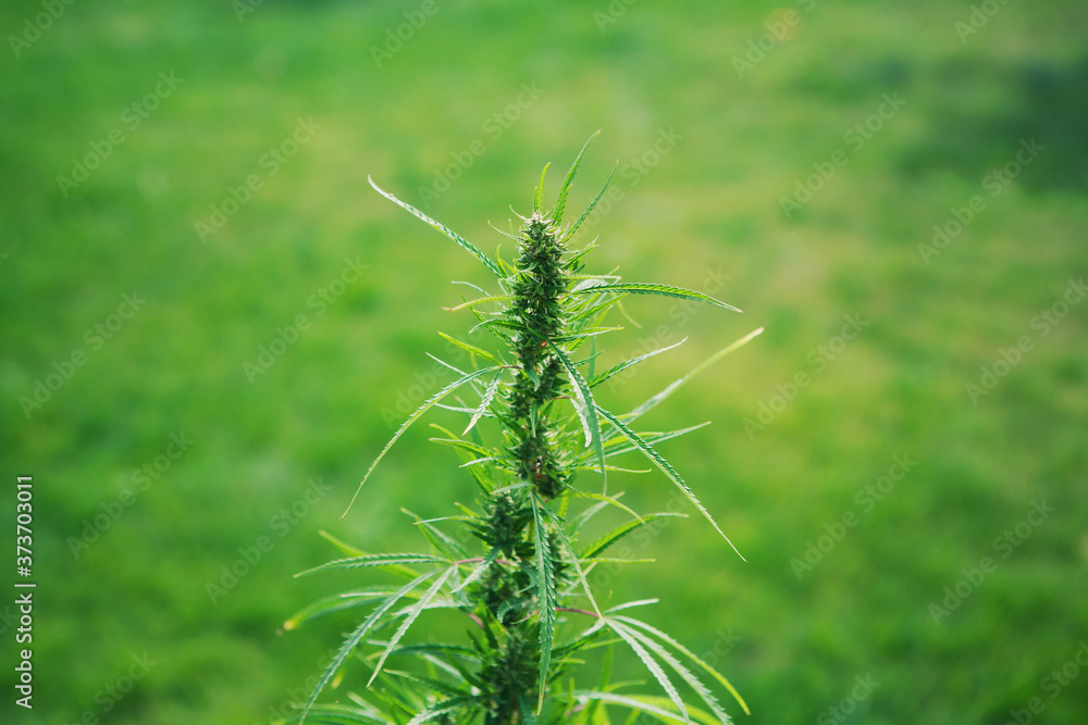 Green hemp plant branch. Medical marijuana. Concept of herbal alternative medicine, cbd oil, pharmaceptical industry, breeding of marijuana, cannabis, legalization. Copy space. Green hemp plant branch. Medical marijuana. Concept of herbal alternative medicine, cbd oil, pharmaceptical industry, breeding of marijuana, cannabis, legalization. Copy space.