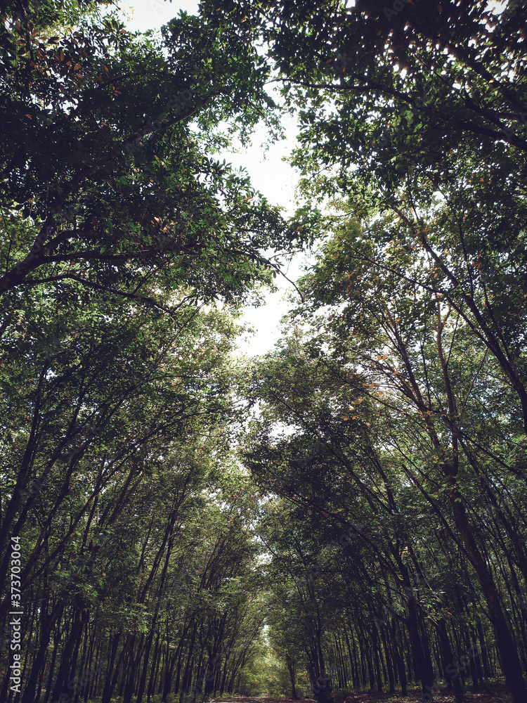 Fototapeta premium sun rays in the forest