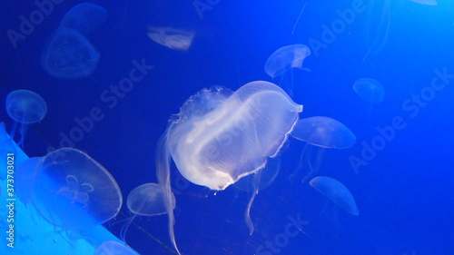 medusa © Antonio