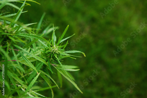 Green hemp plant branch. Medical marijuana. Concept of herbal alternative medicine, cbd oil, pharmaceptical industry, breeding of marijuana, cannabis, legalization. Copy space.