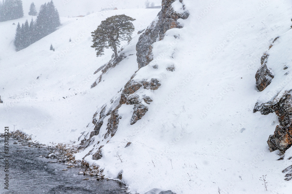 A tree on a snow-covered rocky shore