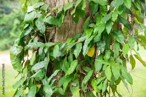 Bamboo grass (Scientific Name: Tiliacora triandra) vine and leaves Creeping and growing in the trees