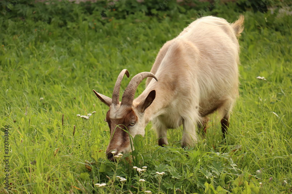 Fototapeta premium Beige goat eating grass. Animal collection. 