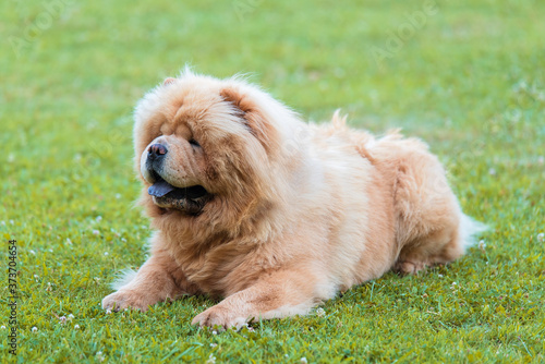 Beautiful dog chow-chow in the park © SasaStock