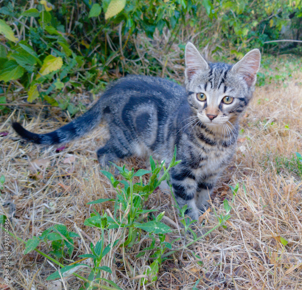 Obraz premium cat on grass