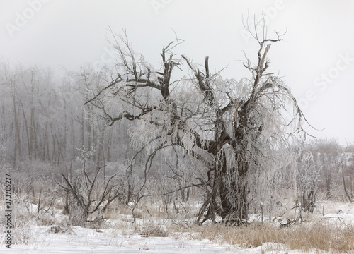 Otsego County, New York State: Ice clings to a big willow tree after a storm. photo