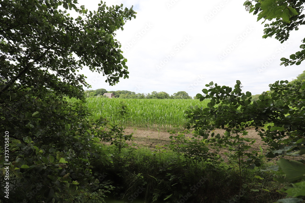 Fototapeta premium A beautiful blue cloudy sky over a cornfield park with forest edge