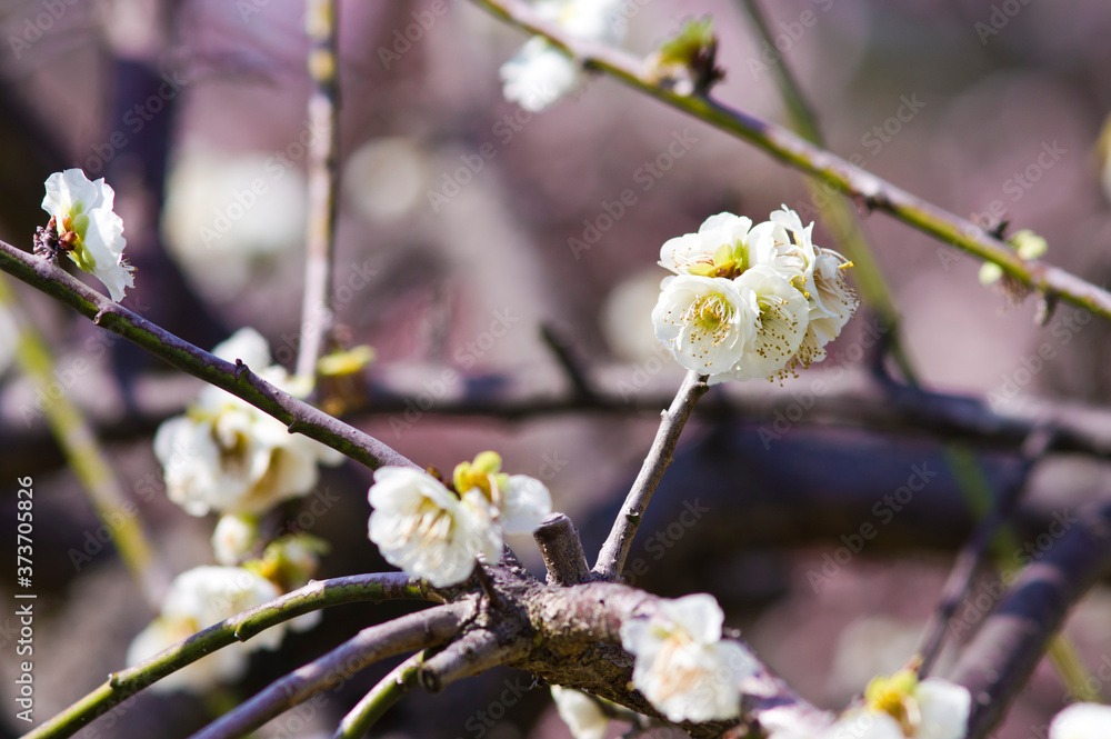Scientific name is Prunus mume.English name is Japanese apricot.