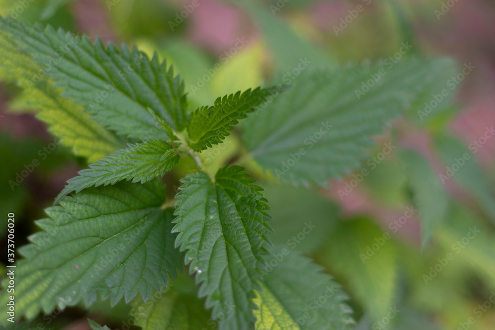 nettle texture top view, close-up of foxes green nettle plant. Healing healing plant nettle texture top view, close-up of foxes green nettle plant. Healing healing plant