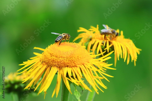 Bees workers on yellow flowers © Simun Ascic