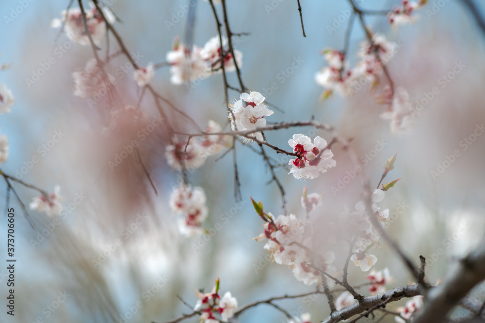 Nice white apricot spring flowers branch macro nature photography Nice white apricot spring flowers branch macro nature photography