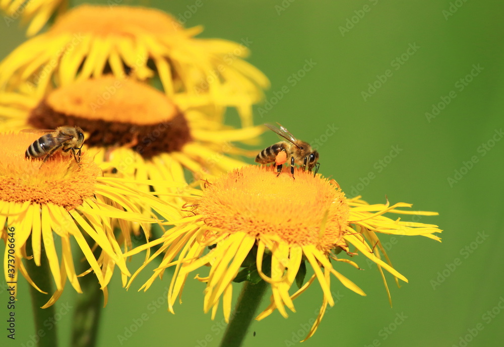 Bee pollination on yellow flower Bee pollination on yellow flower