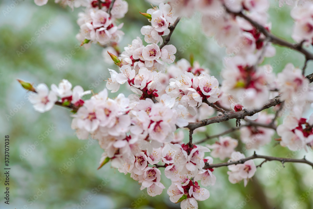 Nice white apricot spring flowers branch macro nature photography Nice white apricot spring flowers branch macro nature photography