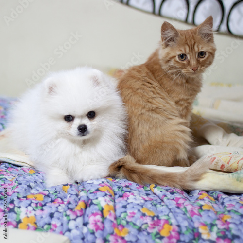 Fototapeta Naklejka Na Ścianę i Meble -  A white Pomeranian puppy and a red tabby kitten sit side by side on a colorful blanket